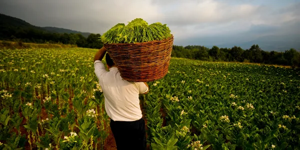 The Ethical Tea Partnership (ETP) is a not-for-profit organization that convenes tea companies, development agencies, and governmental and non-governmental organizations to improve the lives of communities within the tea sector. 