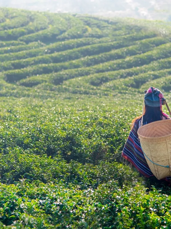 A selection of Ayurvedic Herbal Tea Blends designed to promote wellness and restore balance to the body, mind, and soul.