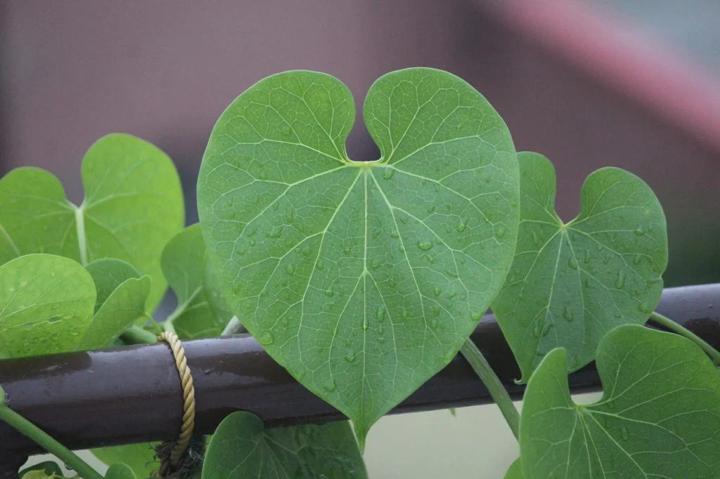 Guduchi for chronic inflammation